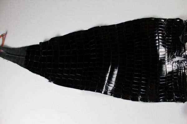 Gloss Black · Grade 1 · 34cm · CITES Tag LA MIS LA21-059174 - Image 2
